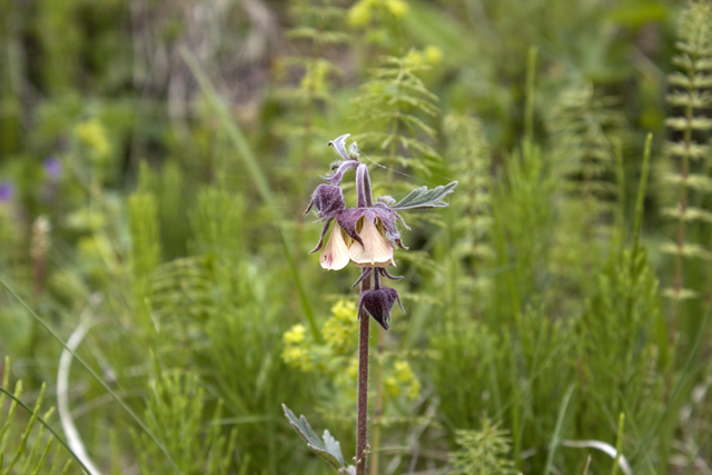 2011-07-08_12-08-36 island.jpg - Bach-Nelkenwurz (Geum rivale)